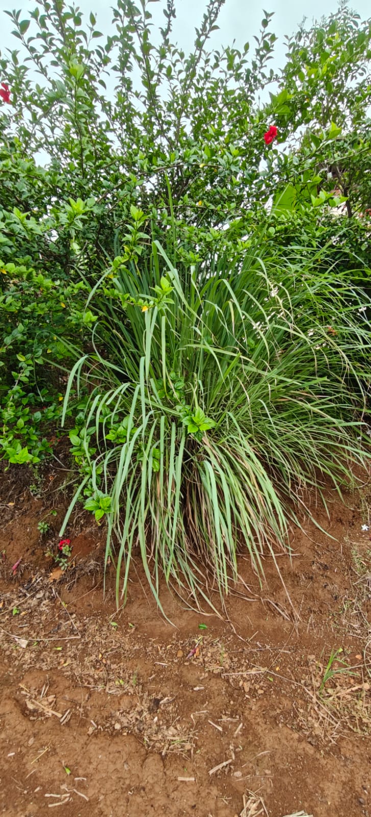 Farm plant: WhatsApp Image 2026-07-28 at 12.53.12 (2).jpeg
